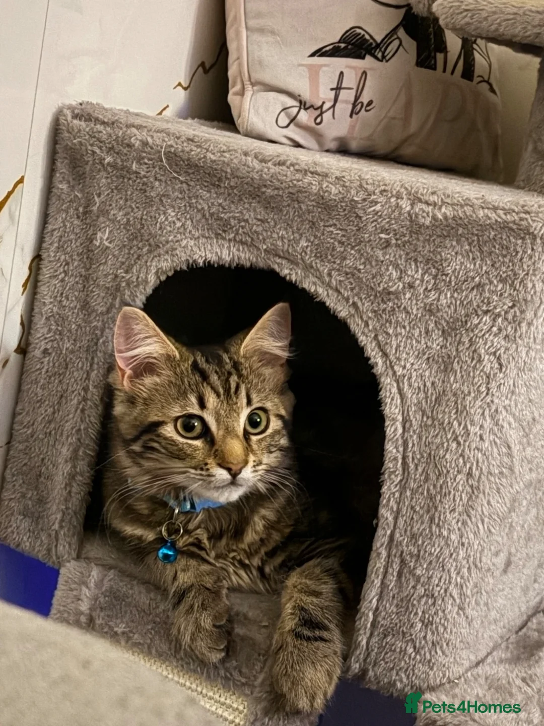 Mixed Breed cats for sale: Male Kitten *tailless* - Advert 1