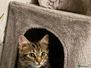 Mixed Breed cats Male Kitten *tailless* - Advert 2