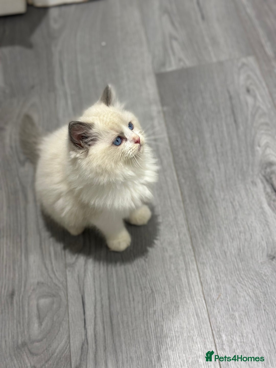 Ragdoll cats for sale: Stunning Ragdoll Boy - Image 13