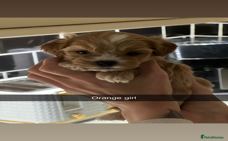 Shihpoo dogs Shihpoo puppies looking for homes - Advert 7