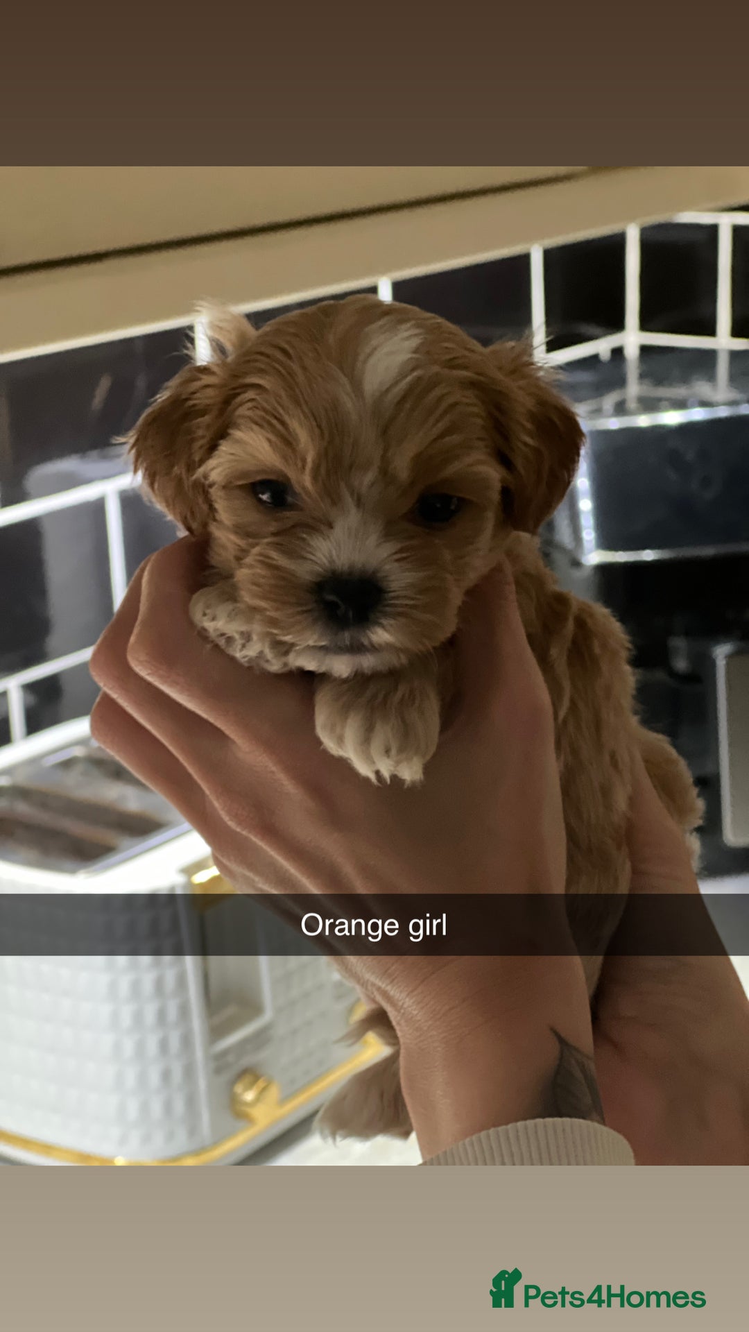 Shihpoo dogs for sale: Shihpoo puppies looking for homes - Advert 7