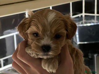 Shihpoo dogs Shihpoo puppies looking for homes - Advert 6