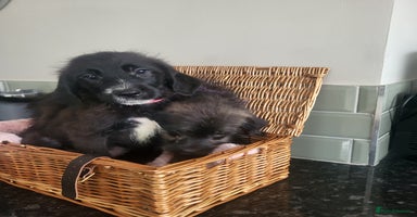 Mixed Breed dogs - Advert 3