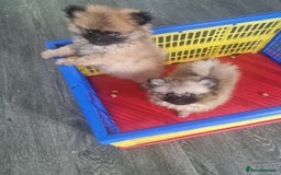Pomeranian dogs for sale: Xxs Pomeraniums  - Image 35