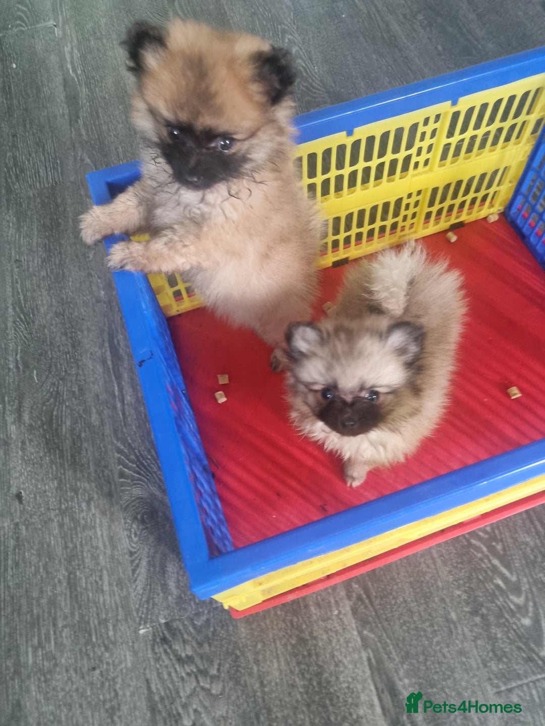 Pomeranian dogs for sale: Xxs Pomeraniums  - Image 35