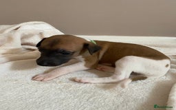 Whippet dogs for sale: 6 stunning whippet puppies  - Image 11