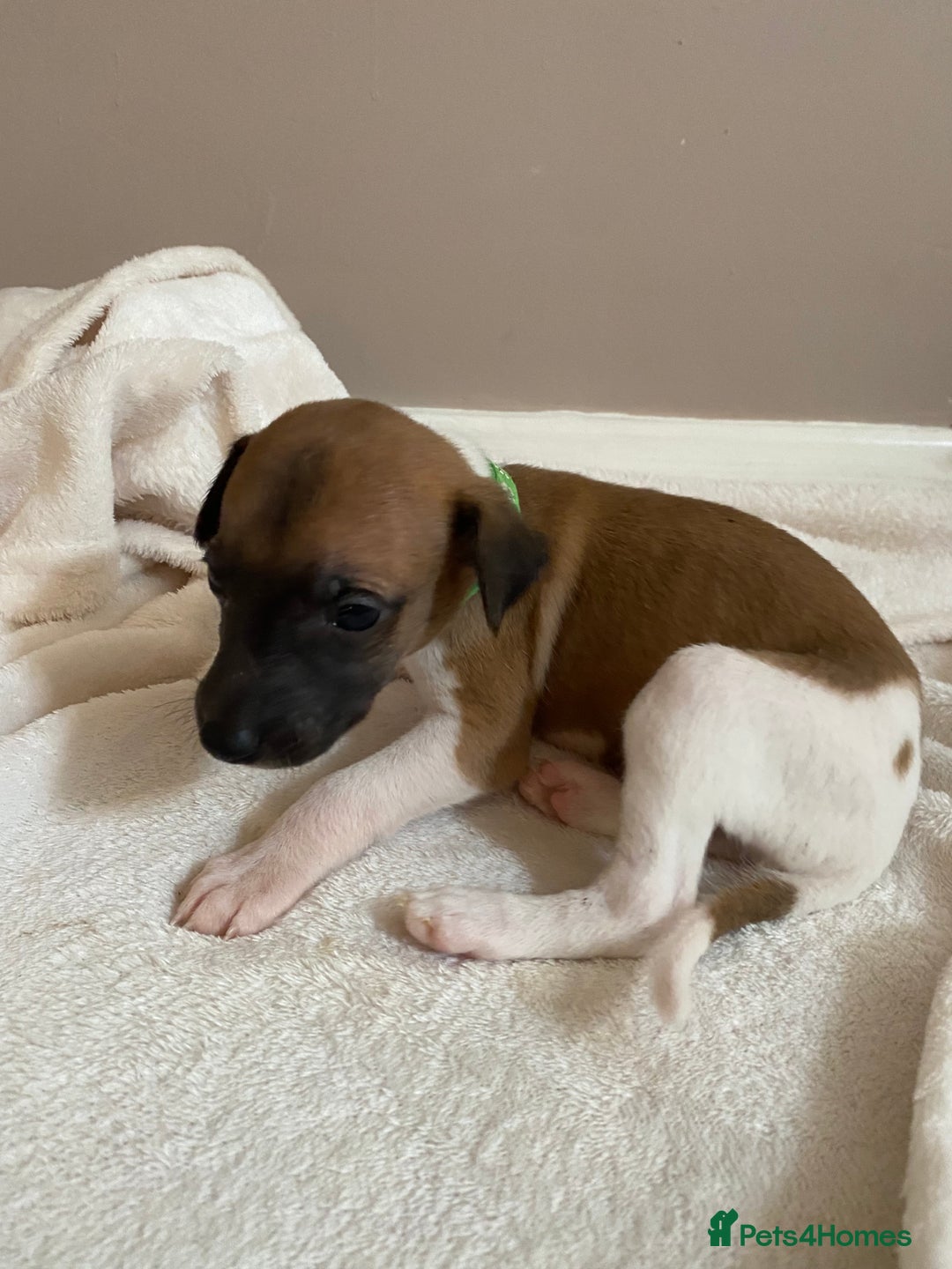 Whippet dogs for sale: 6 stunning whippet puppies  - Image 11