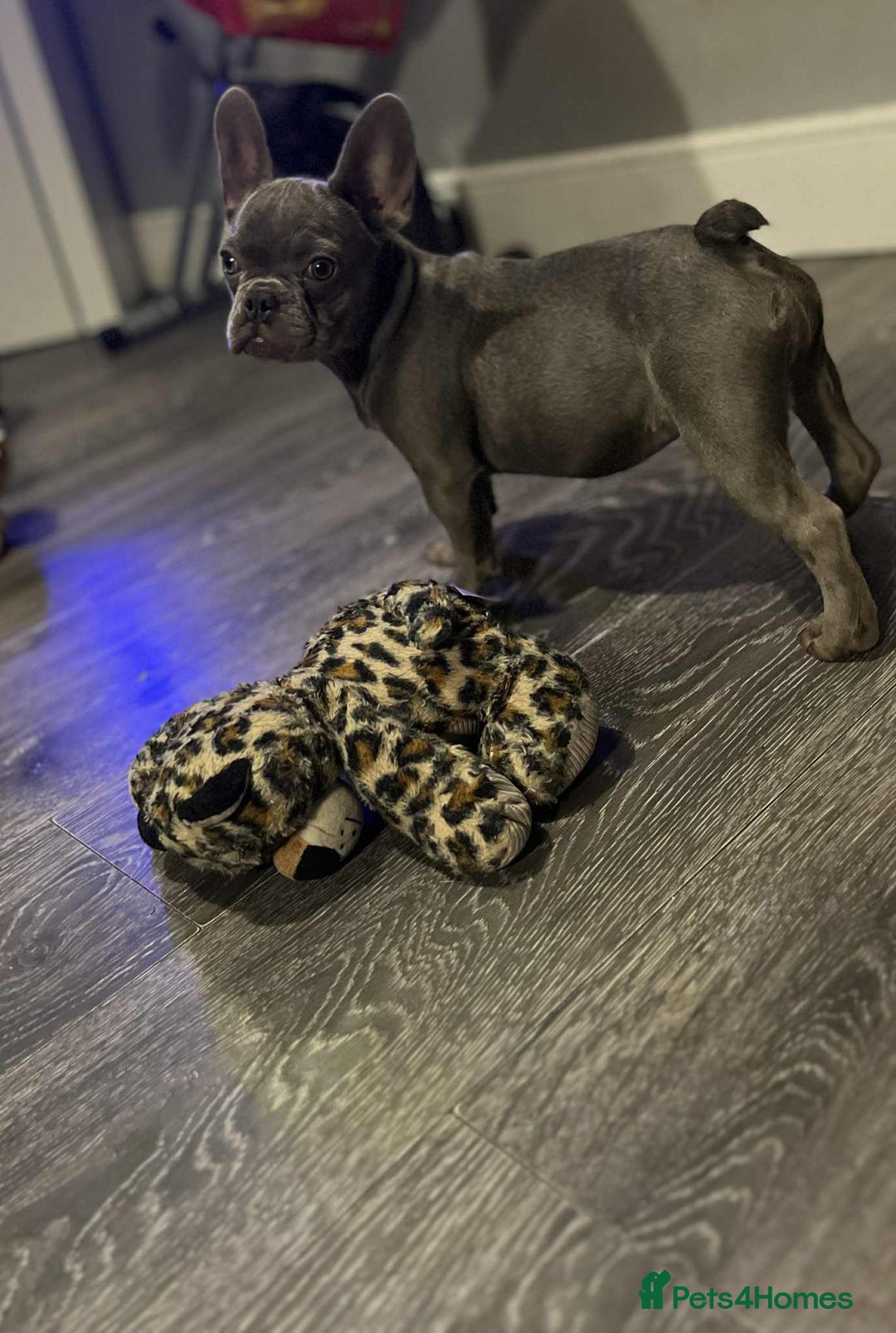 French Bulldog dogs for sale: KC Registered Lilac & Tan French Bulldog Puppies  - Advert 6