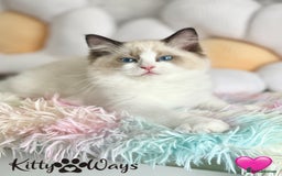 Ragdoll cats for sale: 🐾🩷*TICA REG* LYNX TABBY EU RAGDOLL KITTENS🩵🐾 - Image 12