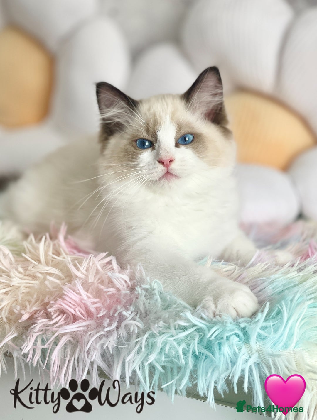 Ragdoll cats for sale: 🐾🩷*TICA REG* LYNX TABBY EU RAGDOLL KITTENS🩵🐾 - Image 12