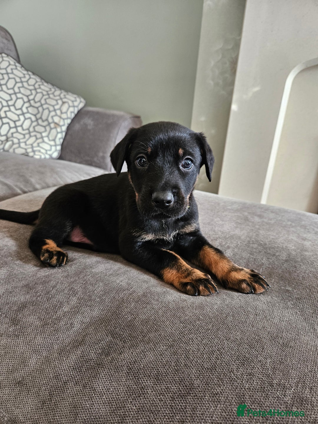 Mixed Breed dogs for sale: Beautiful black German shepherd x doberman  - Advert 25