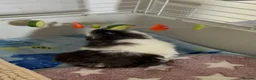 Guinea Pig rodents for sale: 3 male bonded guinea pigs  - Advert 6