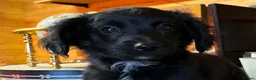 Mixed Breed dogs for sale: Cockeranians 5 girls 2 boys, ready now! - Advert 4