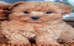 Cairn Terrier dogs for sale: STUNNING F1 cairn-oodle puppies  - Image 10