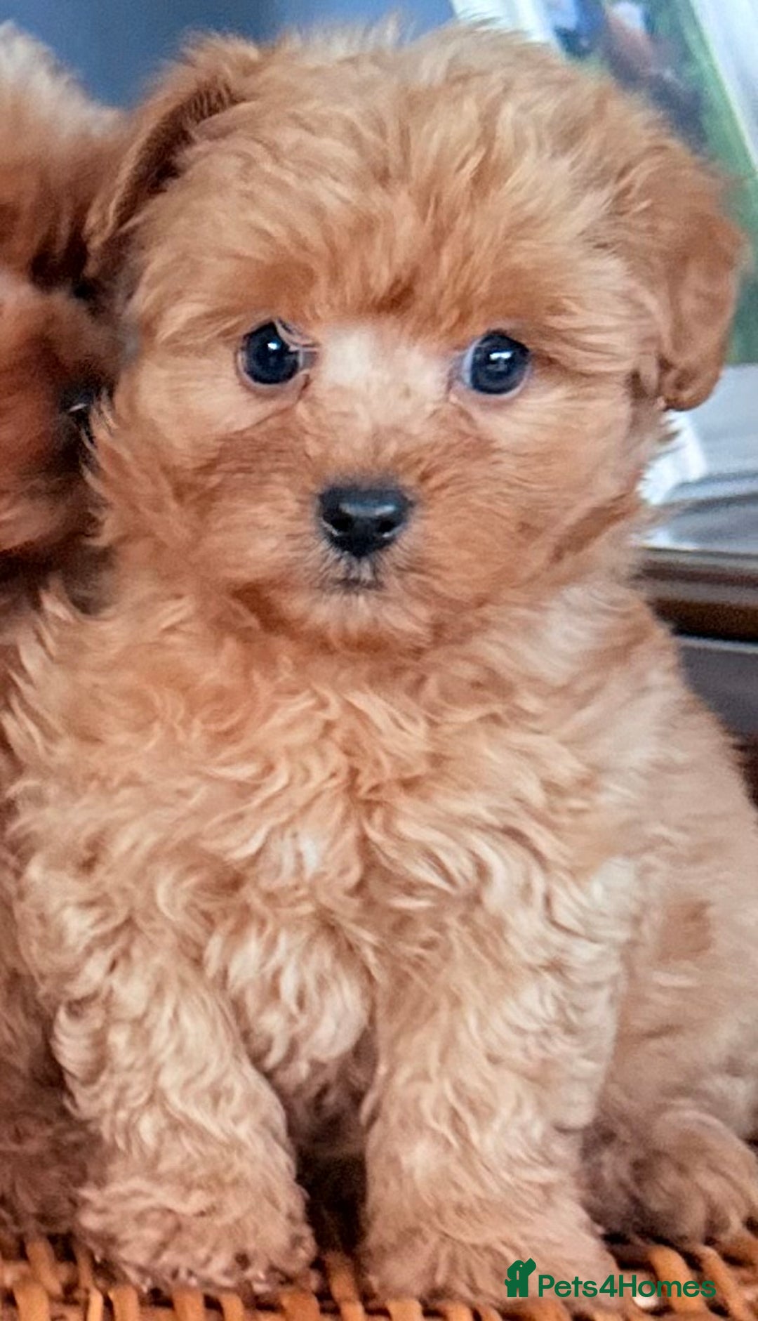 Cairn Terrier dogs for sale: STUNNING F1 cairn-oodle puppies  - Image 10
