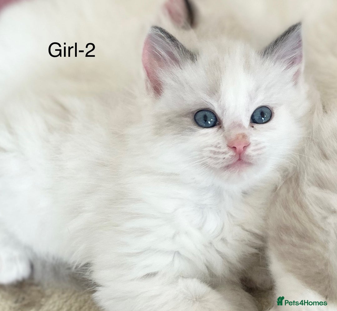 Ragdoll cats for sale: Beautiful Ragdoll kittens from Champion lines - Image 5