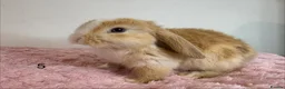 Mini Lop rabbits for sale: 12 Mini lop rabbits - Advert 11
