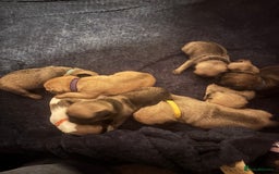 Pug dogs for sale: Pug Puppies  - Image 18