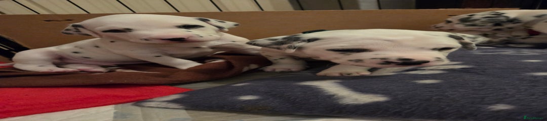 Dalmatian Puppy 3