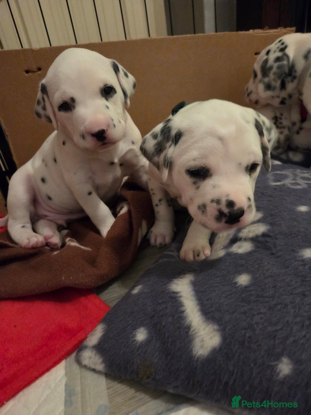 Dalmatian dogs for sale: Beautiful Dalmatian Puppies - Image 9