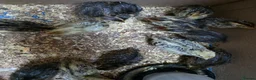 Quail poultry for sale: Japanese/ jumbo Quail  - Advert 5