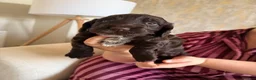 Cocker Spaniel dogs for sale: Cocker Spaniel Puppies in Middlesbrough - Advert 8