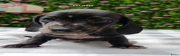 Miniature Dachshund dogs for sale: RAINBOW MINIS KC REG PRA CLEAR  - Advert 25