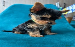 Yorkshire Terrier dogs for sale: Baby face mini pedigree YORKIE pups - Image 13