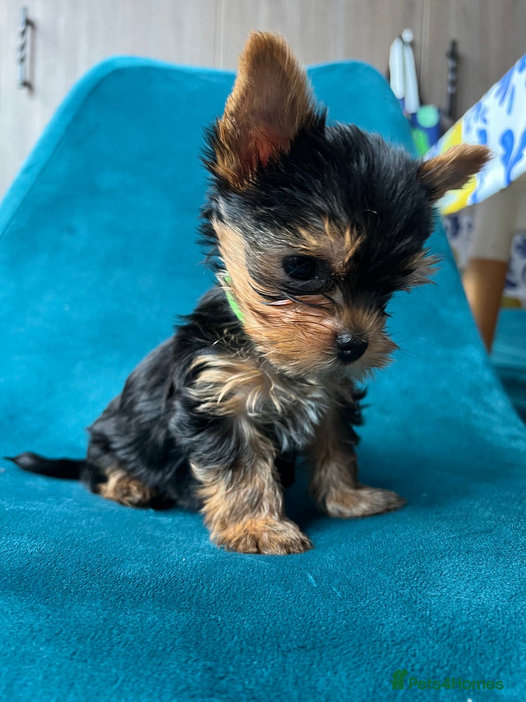 Yorkshire Terrier dogs for sale: Baby face mini pedigree YORKIE pups - Image 13