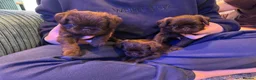 Griffon Bruxellois dogs for sale: Gorgeous Griffon Puppies  - Advert 2
