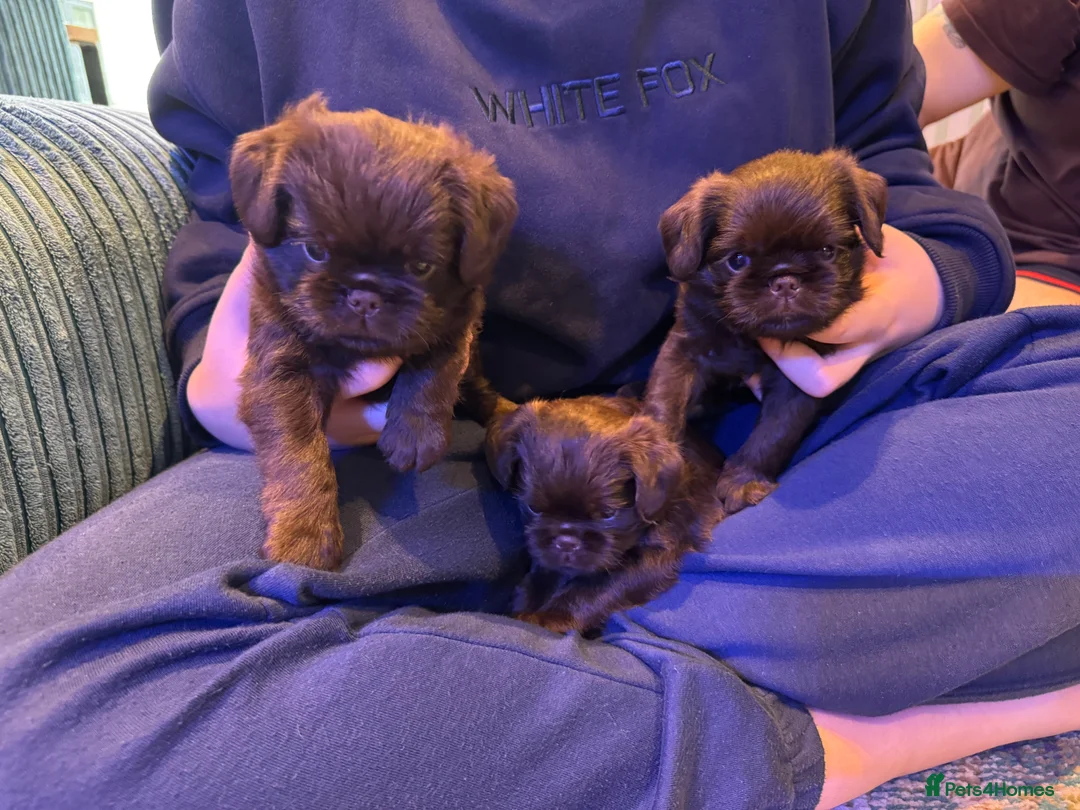 Griffon Bruxellois dogs for sale: Gorgeous Griffon Puppies  - Advert 2
