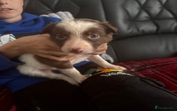 Border Collie dogs for sale: Boarder collie puppies  - Image 14