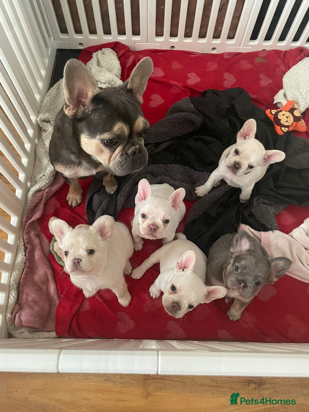 French Bulldog dogs for sale: 5 beautiful Frenchs - Image 1