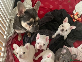 French Bulldog dogs - Advert 15