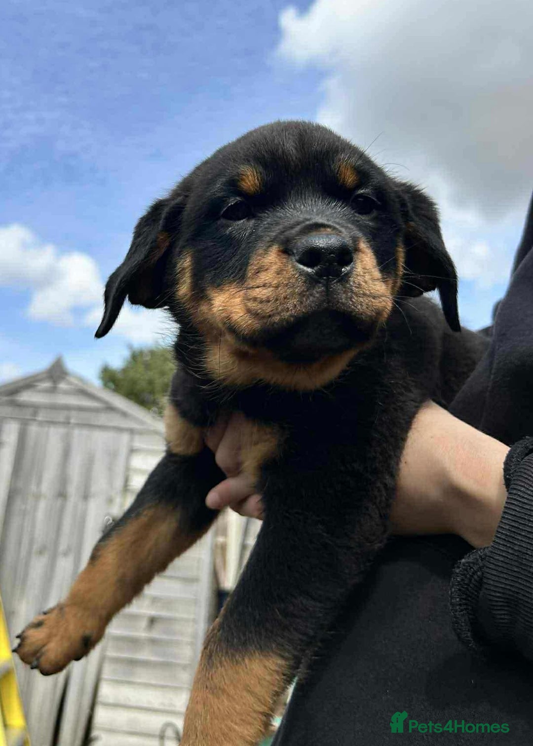 Rottweiler dogs for sale: Rottweiler puppies  - Image 12