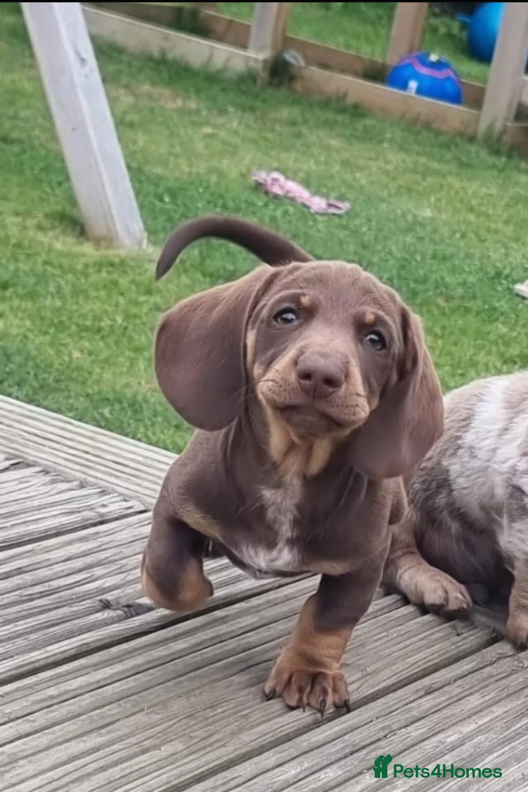 Miniature Dachshund dogs for stud: 🐾HUGO THE BOSS (KC REG & PRA CLEAR) PROVEN STUD🐾 in Manchester - Advert 14
