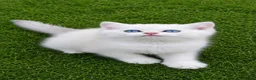 British Shorthair cats for sale: British Shorthair cats - Advert 14
