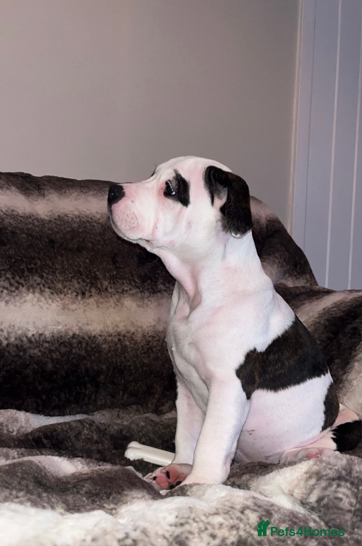 Mixed Breed dogs ⭐️Ready to leave⭐️ Beautiful Bully x staffy pups - Advert 1
