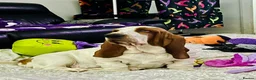 Basset Hound dogs for sale: Basset hound amazing couple  - Advert 22