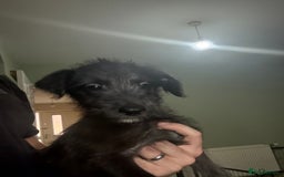 Lurcher dogs for sale: Last girl puppy available now. 💗 - Image 4