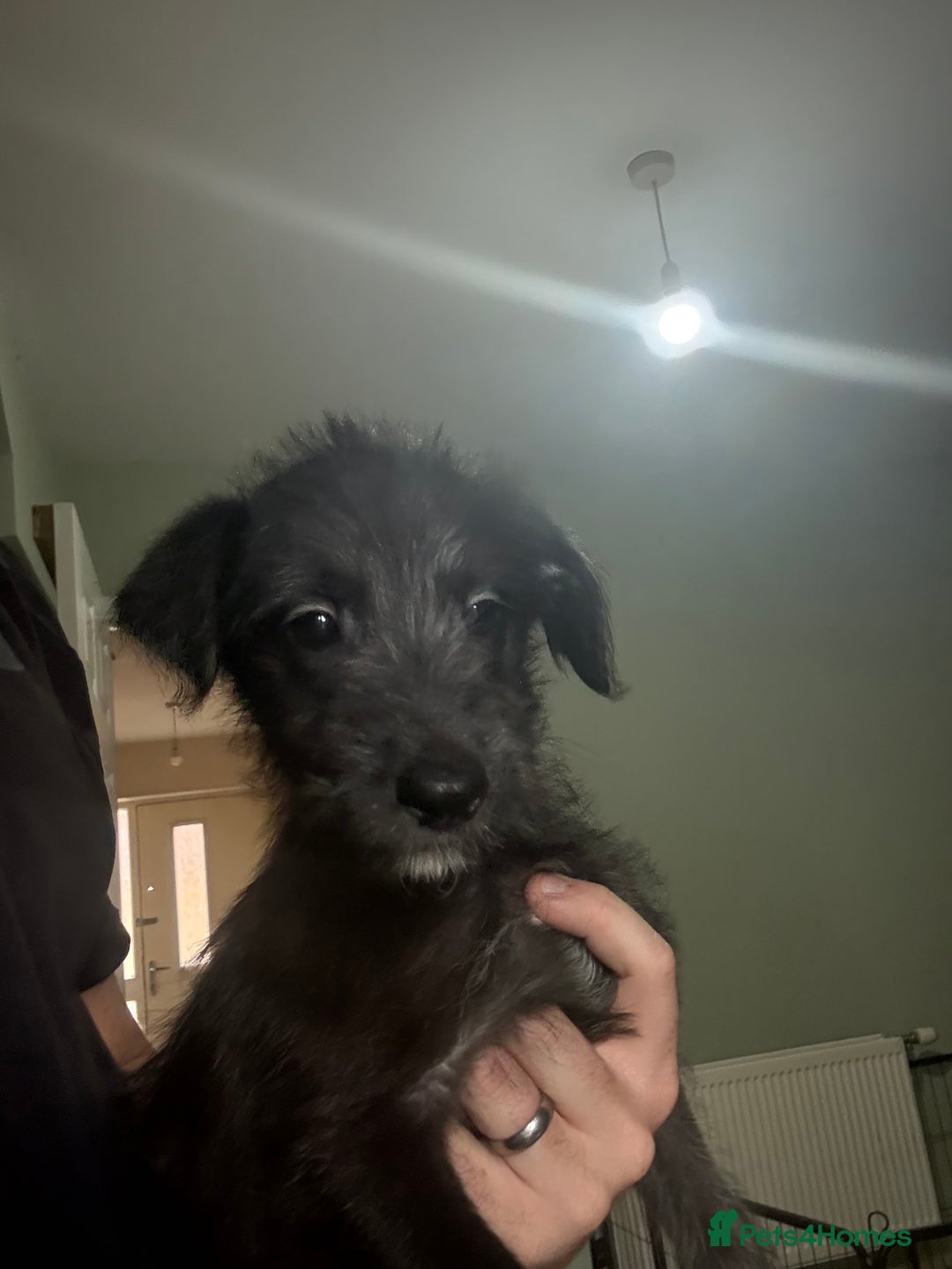 Lurcher dogs for sale: Last girl puppy available now. 💗 - Image 4