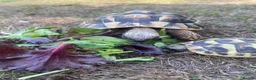 Hermann Tortoise reptiles for sale: Two friendly Hermann Tortoises for sale  - Advert 5