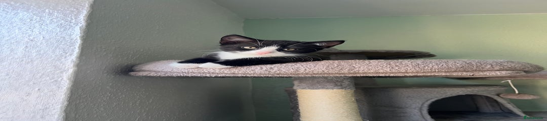 Mixed Breed Kitten 1