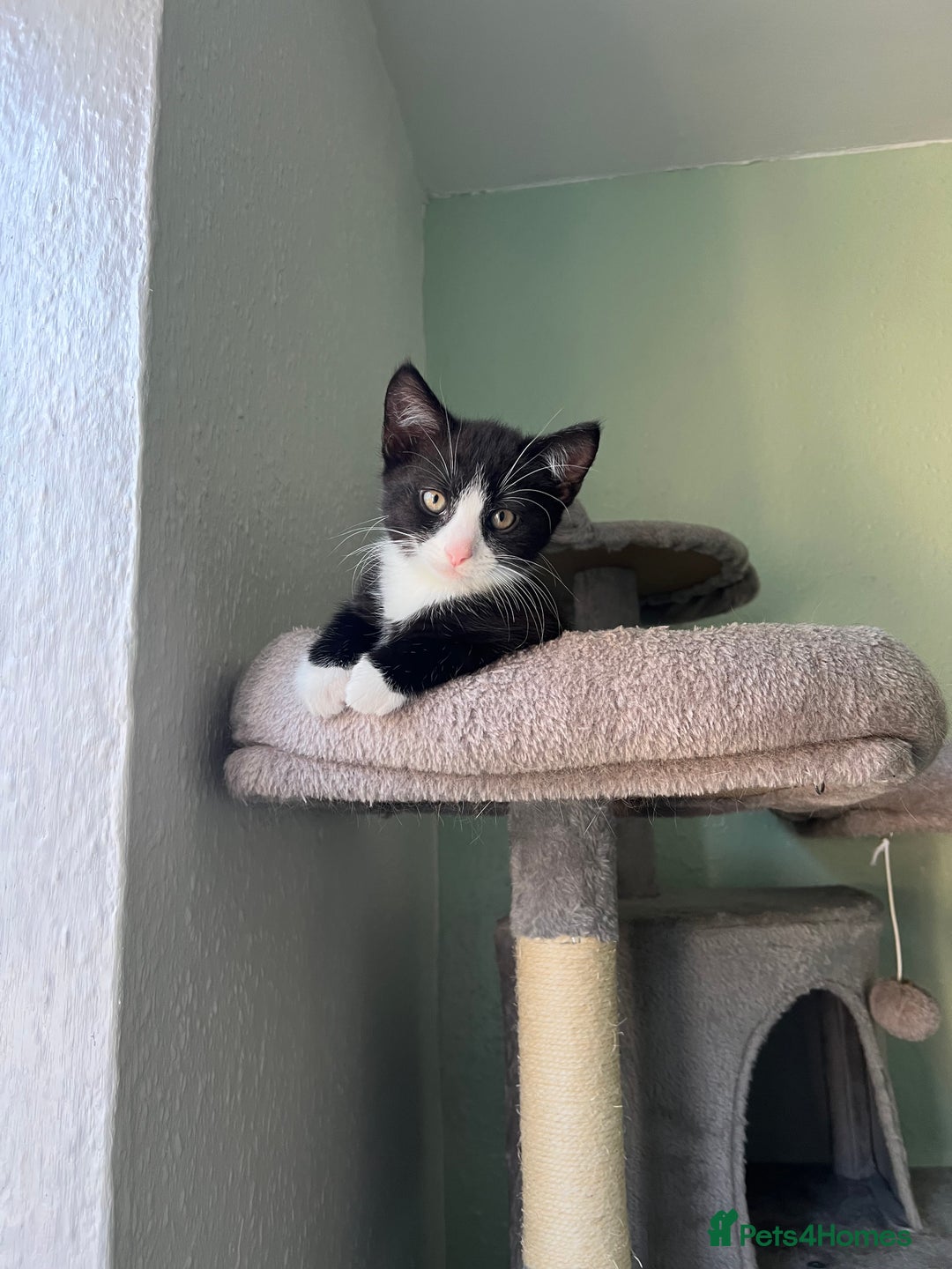 Mixed Breed cats for sale: 4 kittens for sale from 2 litters - Image 4