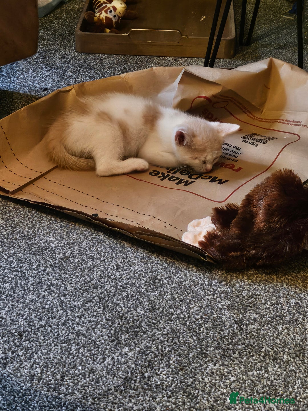 Mixed Breed cats for sale: 2 beautiful male kittens must go together  - Image 4