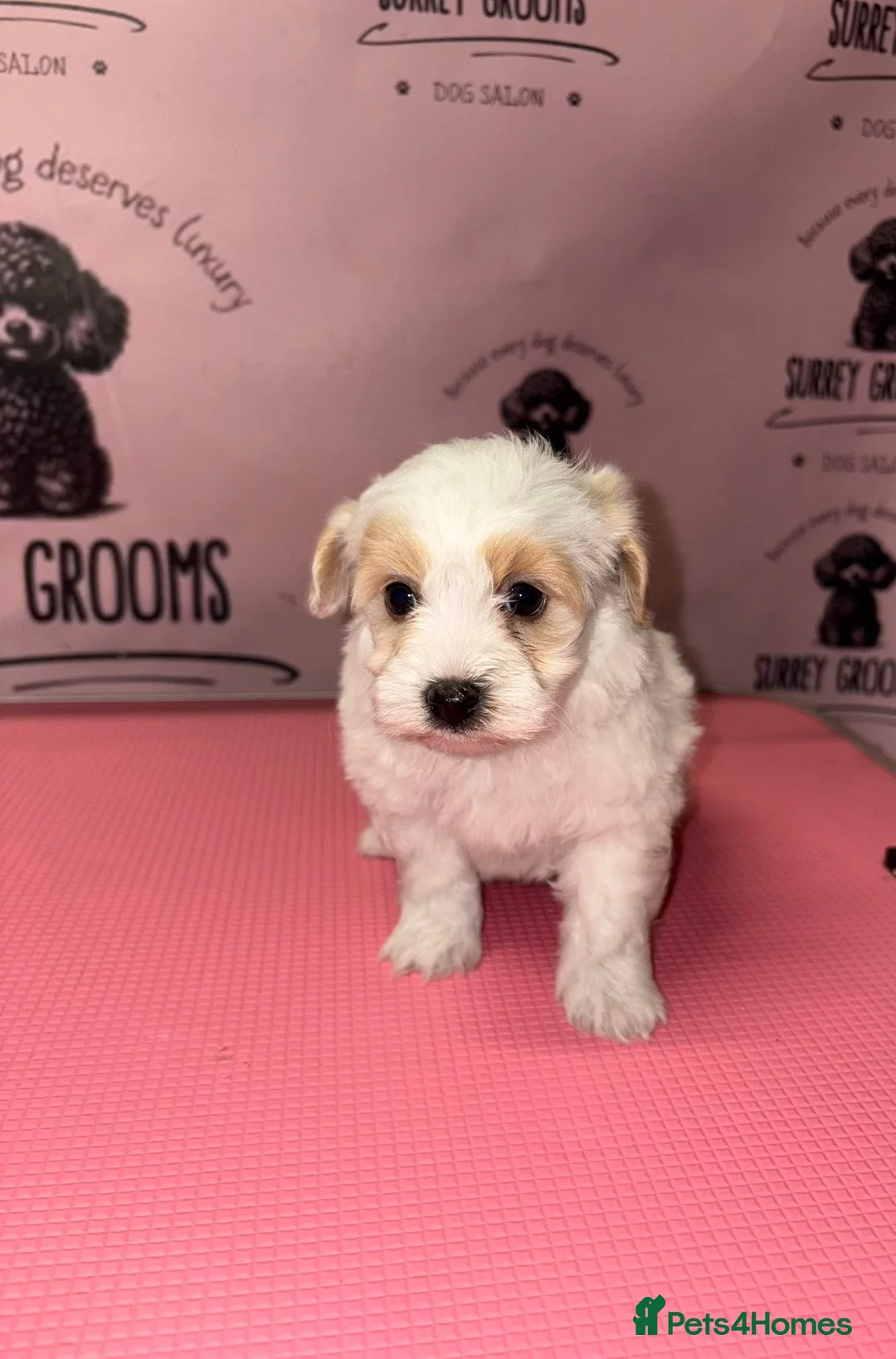 Maltipoo dogs for sale: Health tested parents  - Advert 14