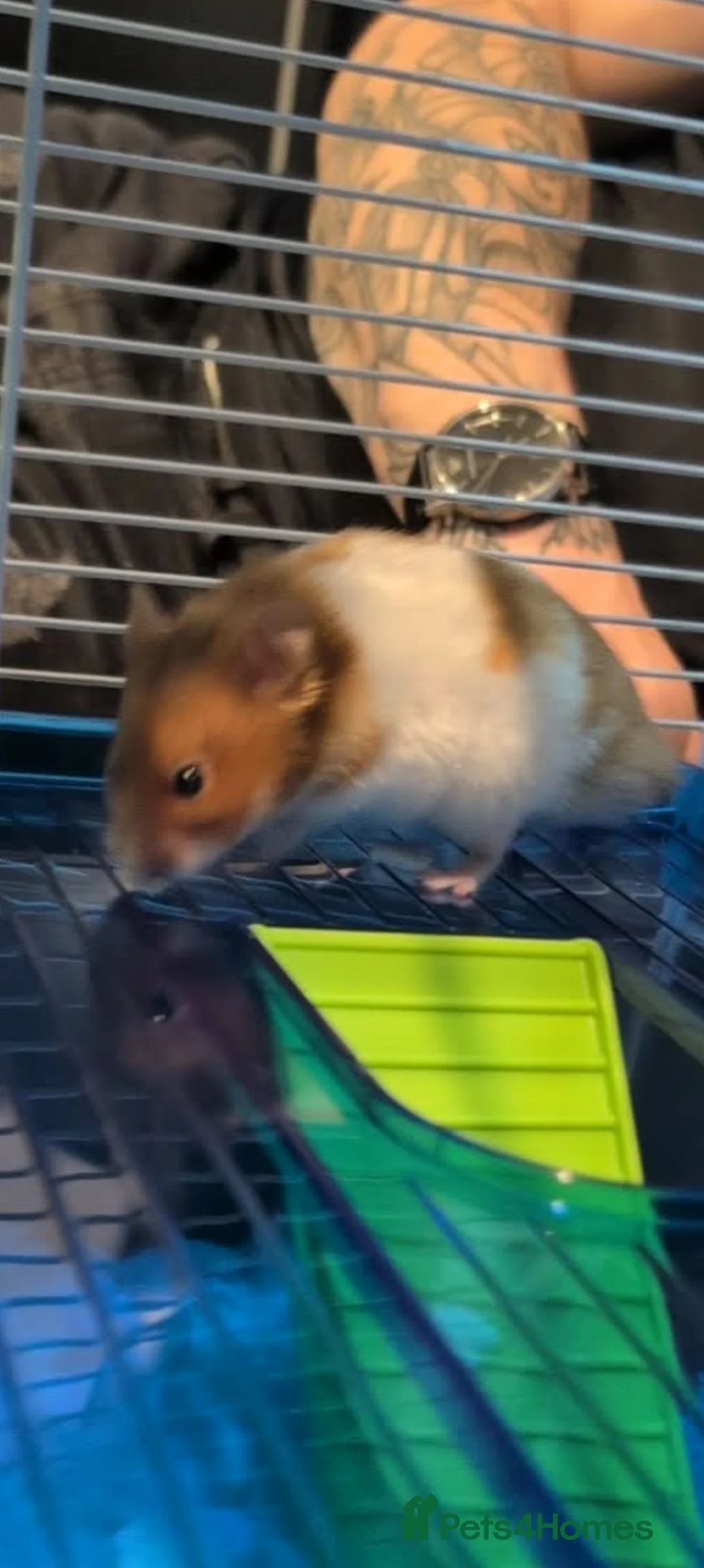 Hamster rodents for sale: Syrian Hamster  in Stafford - Advert 1