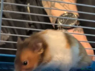Hamster rodents Syrian Hamster in Stafford - Advert 2