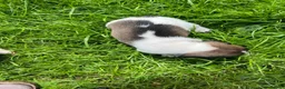 Jack Russell dogs for sale: Jack Russell Terrier 4 pedigree puppies in Newcastle upon Tyne - Advert 7
