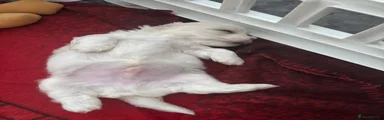 Maltipoo 1